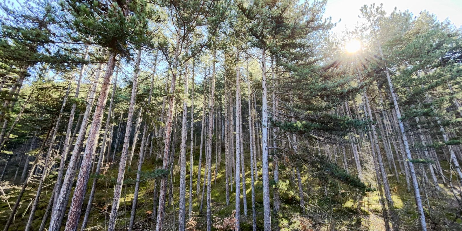 avvolti da una secolare e suggestiva pineta